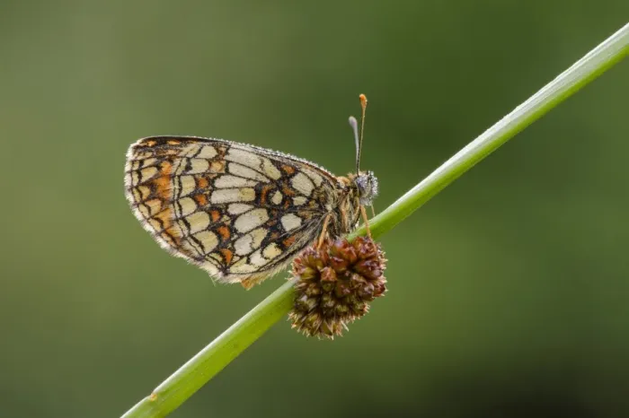 Framed Print : Heath Fritillary (Melitaea athalia) adult, resting on stem, East Blean Woods National Nature Reserve, Kent, England Framed Print : Heath Fritillary (Melitaea athalia) adult, resting on stem, East Blean Woods National Nature Reserve, Kent, England