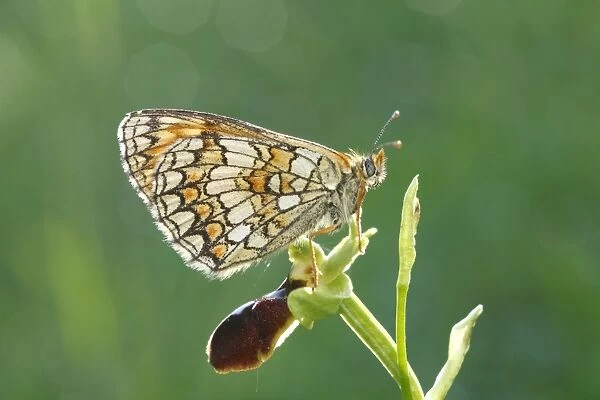 Heath Fritillary (Mellicta athalia) adult, roosting on Early Spider Orchid (Ophrys sphegodes) flower, Pyrenees, Ariege