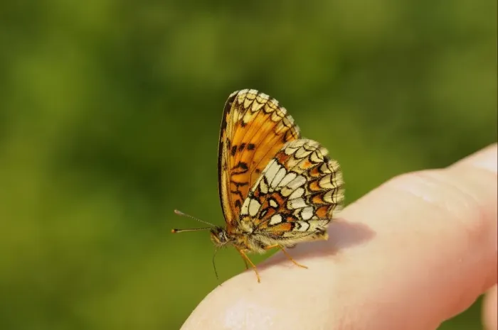 Framed Print : Heath Fritillary (Mellicta athalia) adult, feeding on minerals from human finger, Kent, England, june