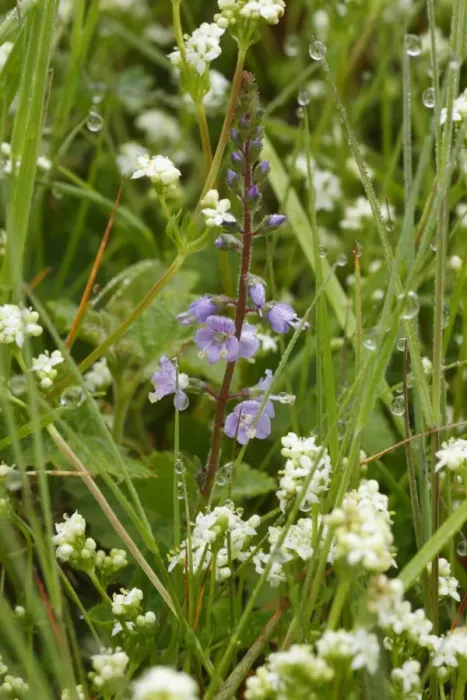 Framed Print : Heath Speedwell (Veronica officinallis) flowering, growing amongst Heath Bedstraw (Galium saxatile) in grassland Framed Print : Heath Speedwell (Veronica officinallis) flowering, growing amongst Heath Bedstraw (Galium saxatile) in grassland