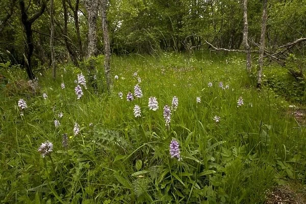 Heath Spotted Orchid (Dactylorhiza maculata) flowering mass, growing in wet woodland, Vallee de Chaudefour