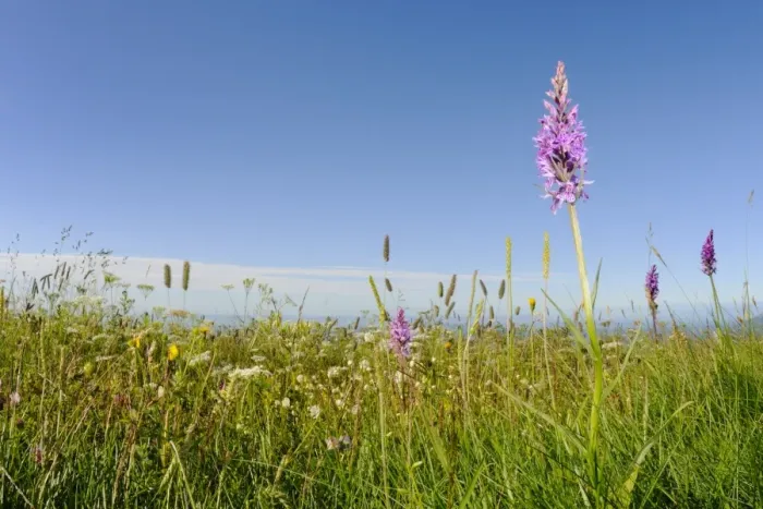 Framed Print : Heath Spotted Orchid (Dactylorhiza maculata) flowering, growing in habitat, Italy, july Framed Print : Heath Spotted Orchid (Dactylorhiza maculata) flowering, growing in habitat, Italy, july