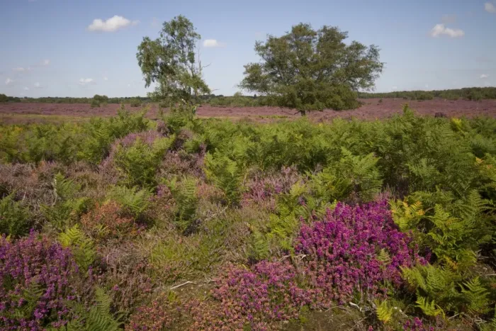 Framed Print : Heather and Bell Heather with Bracken and Silver Birch on the Sandlings Heath, Near Westleton Suffolk Framed Print : Heather and Bell Heather with Bracken and Silver Birch on the Sandlings Heath, Near Westleton Suffolk