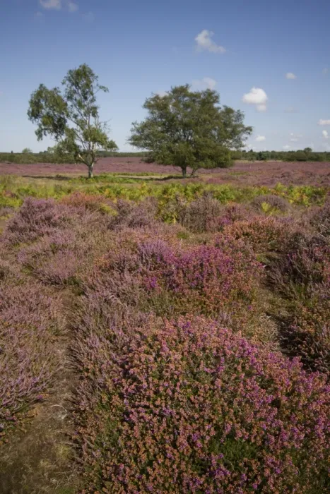Framed Print : Heather, Bracken and Silver Birch on the Sandling heath near Westleton Suffolk