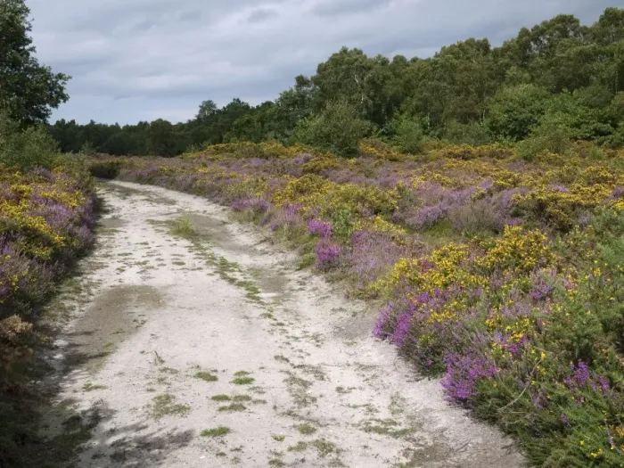 Framed Print : Heathland habitat with heather and gorse flowering beside track, Marsham Heath, Norfolk, England, august Framed Print : Heathland habitat with heather and gorse flowering beside track, Marsham Heath, Norfolk, England, august