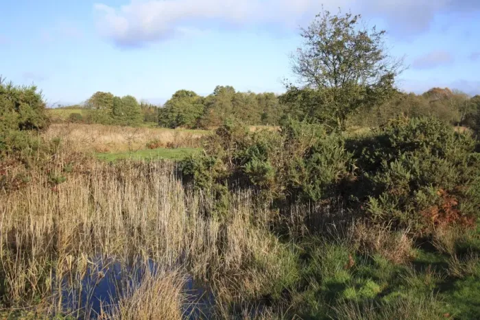 Framed Print : Heathland and pool at edge of fen habitat, in valley fen reserve, Market Weston Fen, Market Weston, Suffolk, England