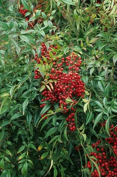 Heavenly Bamboo (Nandina domestica) close-up of berries and leaves, in garden, U. S. A