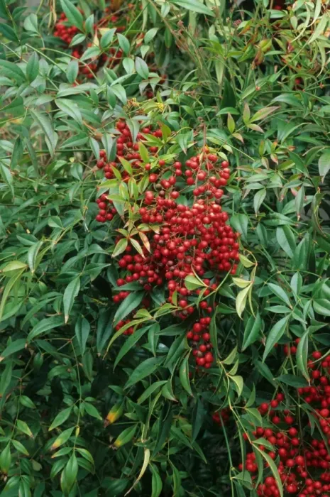 Framed Print : Heavenly Bamboo (Nandina domestica) close-up of berries and leaves, in garden, U. S. A