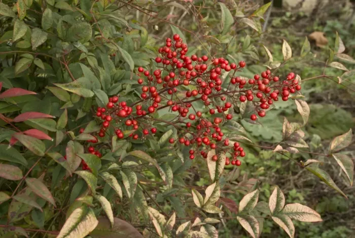 Framed Print : Heavenly Bamboo (Nandina domestica) in fruit Framed Print : Heavenly Bamboo (Nandina domestica) in fruit