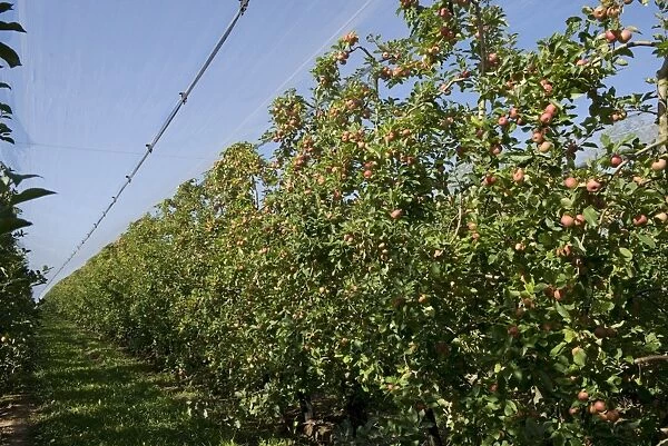 Heavily fruiting ripe cordon apples on the trees under shade netting near Sainte-Foy-la-Grande, Gironde, France, August