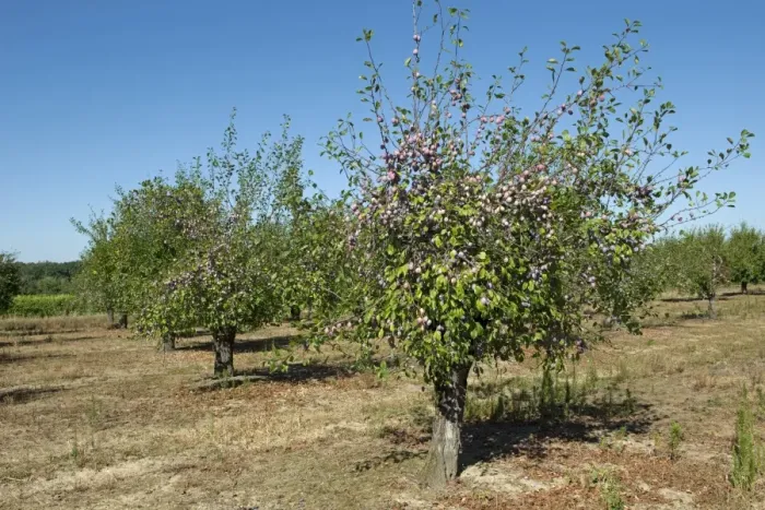 Framed Print : Heavily fruiting ripe plum trees near Sainte-Foy-la-Grande, Gironde, France, August Framed Print : Heavily fruiting ripe plum trees near Sainte-Foy-la-Grande, Gironde, France, August