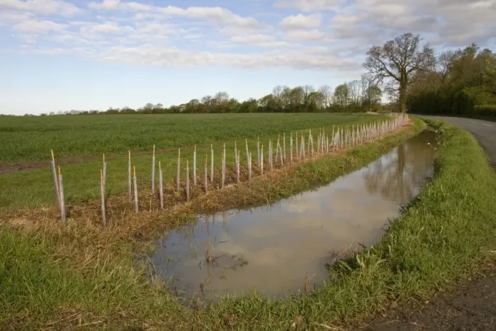 Framed Print : After heavy rain this road side ditch has flooded, note the newly planted hedge Framed Print : After heavy rain this road side ditch has flooded, note the newly planted hedge