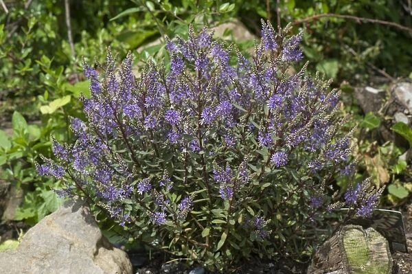 Hebe ' Caledonia' a shrubby veronica hebe flowering on a rockery
