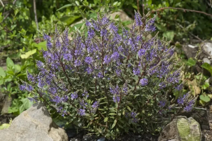 Framed Print : Hebe Caledonia a shrubby veronica hebe flowering on a rockery
