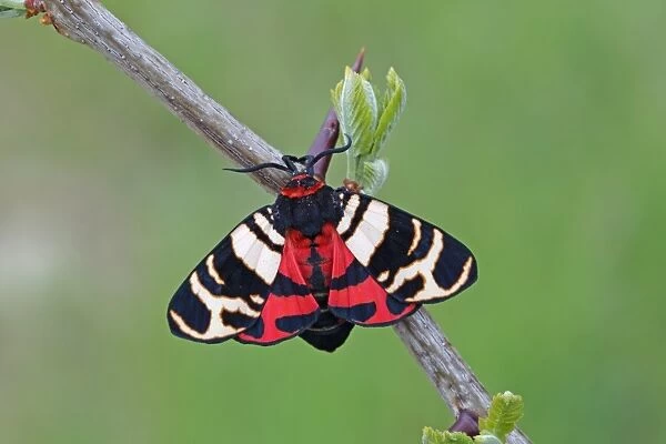 Hebe Tiger Moth (Arctia festiva) adult, resting on twig, Dobrogea, Romania, may