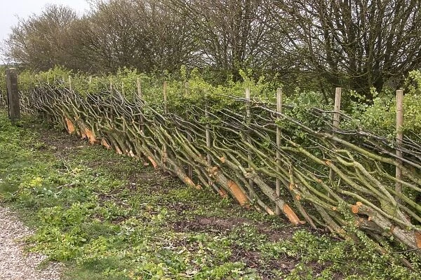 A hedge laid in the traditional Derbyshire style using stakes