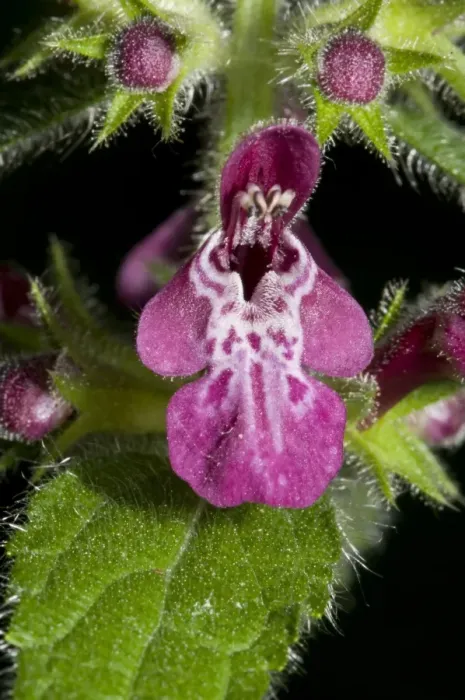 Framed Print : Hedge Woundwort (Stachys sylvatica) close-up of flower and flowerbuds, Farnborough, Kent, England, june Framed Print : Hedge Woundwort (Stachys sylvatica) close-up of flower and flowerbuds, Farnborough, Kent, England, june