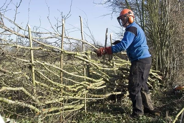 Hedgelayer at work, traditional hedgelaying in Midland Style, Stowe, Buckinghamshire, England, January