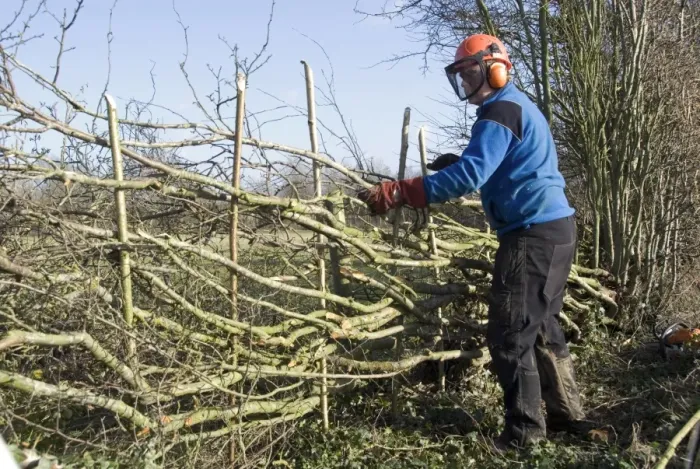 Framed Print : Hedgelayer at work, traditional hedgelaying in Midland Style, Stowe, Buckinghamshire, England, January Framed Print : Hedgelayer at work, traditional hedgelaying in Midland Style, Stowe, Buckinghamshire, England, January