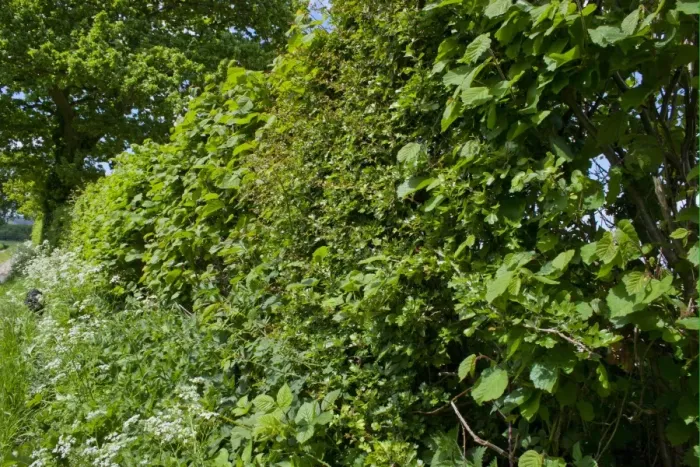 Framed Print : Hedgerow beside footpath, South Harting, Sussex, England, may