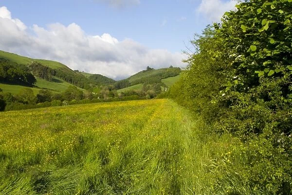 Hedgerow and hay meadow on organic farm, Powys, Wales, June