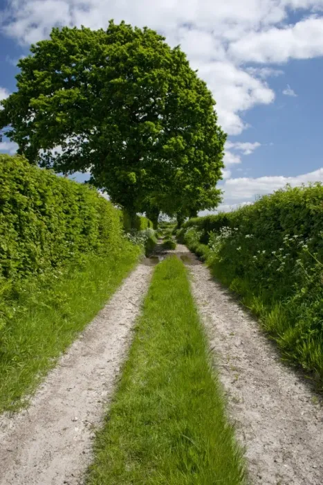 Framed Print : Hedgerows and track, South Harting, West Sussex, England, may Framed Print : Hedgerows and track, South Harting, West Sussex, England, may