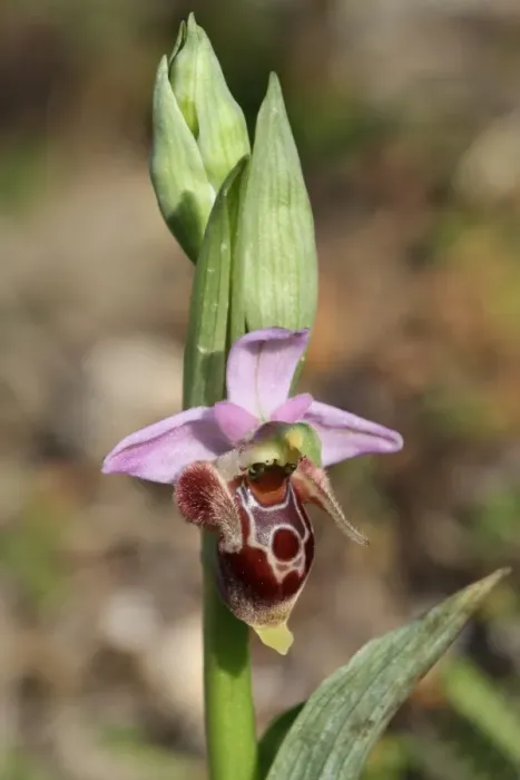 Framed Print : Heldreichs Bee Orchid (Ophrys heldreichii) close-up of flower, Peloponesos, Southern Greece, april
