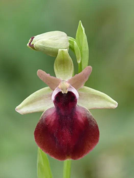Framed Print : Helen's Bee Orchid (Ophrys helenae) close-up of flower, Peloponesos, Southern Greece, april Framed Print : Helen's Bee Orchid (Ophrys helenae) close-up of flower, Peloponesos, Southern Greece, april