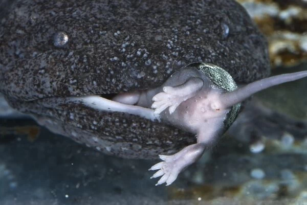 Hellbender (Cryptobranchus alleganiensis) adult, close-up of head, feeding on baby mouse underwater, Pennsylvania