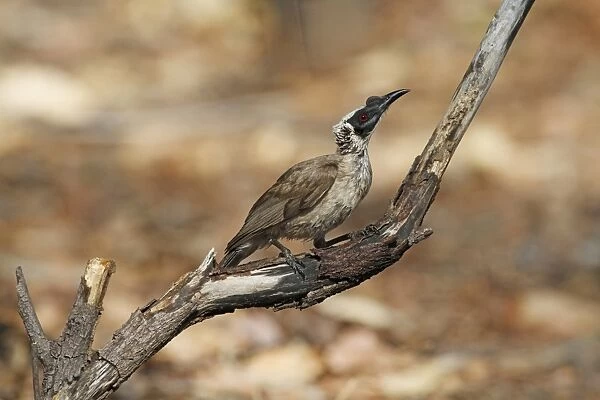 Helmeted Friarbird (Philemon buceroides) adult, perched on branch, Northern Territory, Australia