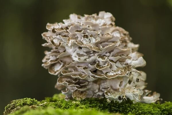 Hen-of-the-woods (Grifola frondosa) fruiting bodies, clump growing on tree stump, Kent, England, October