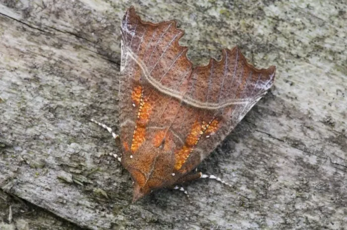 Framed Print : Herald Moth (Scoliopteryx libatrix) adult, resting on dead wood, Priory Water Nature Reserve, Leicestershire, England, june Framed Print : Herald Moth (Scoliopteryx libatrix) adult, resting on dead wood, Priory Water Nature Reserve, Leicestershire, England, june