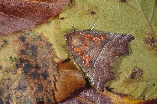 Herald Moth (Scoliopteryx libatrix) adult, resting on fallen autumn leaves, Powys, Wales, October