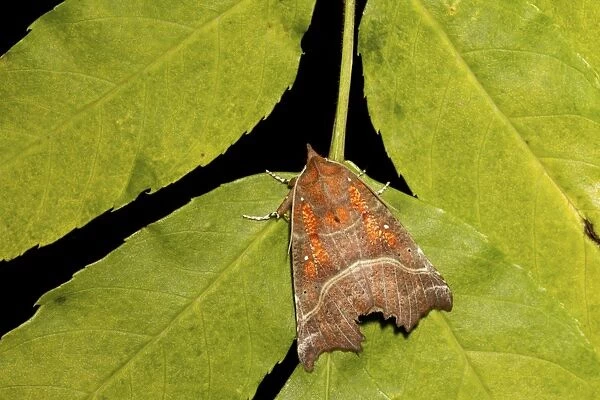 Herald Moth (Scoliopteryx libatrix) adult, resting on ash leaves, Berwickshire, Scottish Borders, Scotland, October