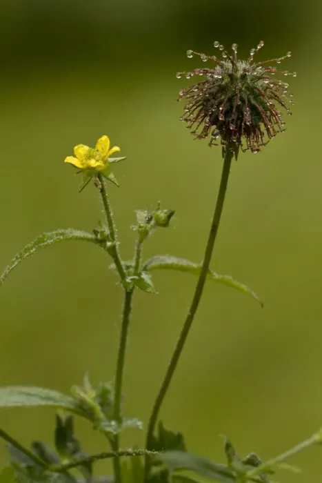 Framed Print : Herb Bennet (Geum urbanum) in flower and fruit, England, July Framed Print : Herb Bennet (Geum urbanum) in flower and fruit, England, July