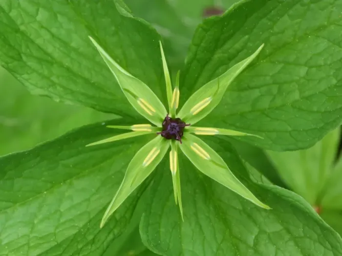 Framed Print : Herb Paris (Paris quadrifolia) close-up of flower, growing in limestone woodland, Dolomites, Italian Alps, Italy, June