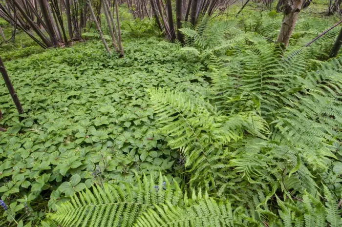 Framed Print : Herb Paris (Paris quadrifolia) flowering mass, growing amongst ferns in coppice woodland habitat, Kent, England, May