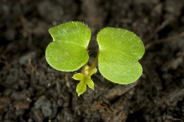 Herb robert, Geranium robertianum, seedling with cotyledons and first true leaf just developing