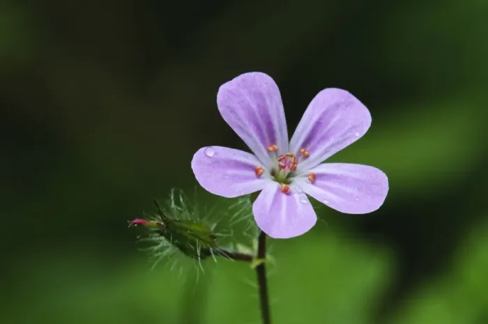Framed Print : Herb Robert (Geranium robertianum) close-up of flower, with raindrops, growing in woodland on chalk downland Framed Print : Herb Robert (Geranium robertianum) close-up of flower, with raindrops, growing in woodland on chalk downland
