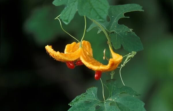 Herbaceous Vine (Momordica charantia) Red seeds  /  Galapagos