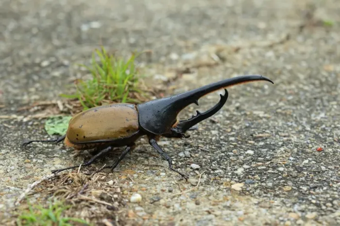 Framed Print : Hercules Beetle (Dynastes hercules) adult, resting on ground, Trinidad, Trinidad and Tobago, April