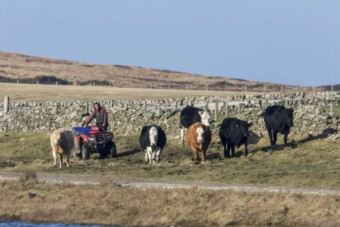 Framed Print : Herding cattle using a quad bike, on the isle of Islay Scotland Framed Print : Herding cattle using a quad bike, on the isle of Islay Scotland