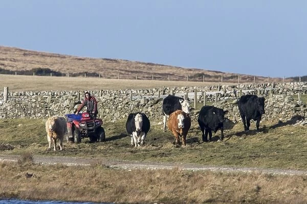 Herding cattle using a quad bike, on the isle of Islay Scotland