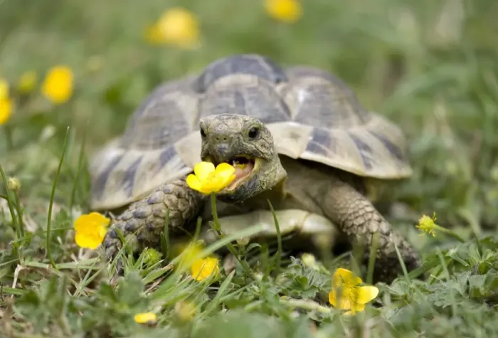 Framed Print : Hermann's Tortoise (Testudo hermanni) adult, feeding on buttercup flowers in garden, England, june Framed Print : Hermann's Tortoise (Testudo hermanni) adult, feeding on buttercup flowers in garden, England, june