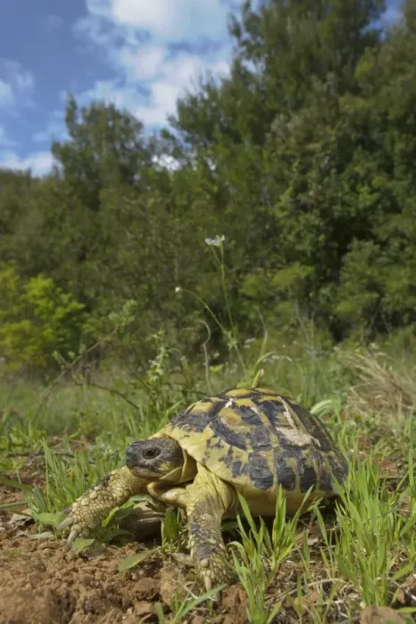 Framed Print : Hermann's Tortoise (Testudo hermanni) adult, standing in habitat, Italy, april Framed Print : Hermann's Tortoise (Testudo hermanni) adult, standing in habitat, Italy, april