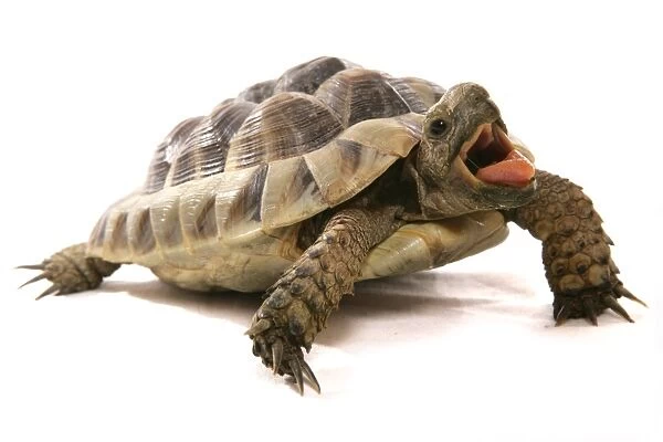 Hermann's Tortoise (Testudo hermanni) adult, with mouth open