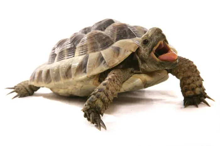Framed Print : Hermann's Tortoise (Testudo hermanni) adult, with mouth open Framed Print : Hermann's Tortoise (Testudo hermanni) adult, with mouth open
