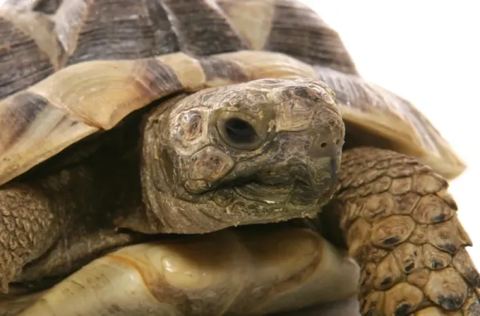 Framed Print : Hermann's Tortoise (Testudo hermanni) adult, close-up of head Framed Print : Hermann's Tortoise (Testudo hermanni) adult, close-up of head