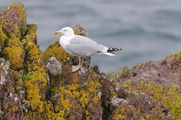 Framed Print : Herring Gull (Larus argentatus) adult, breeding plumage, with chicks amongst rocks, Skokholm Island, Pembrokeshire Framed Print : Herring Gull (Larus argentatus) adult, breeding plumage, with chicks amongst rocks, Skokholm Island, Pembrokeshire