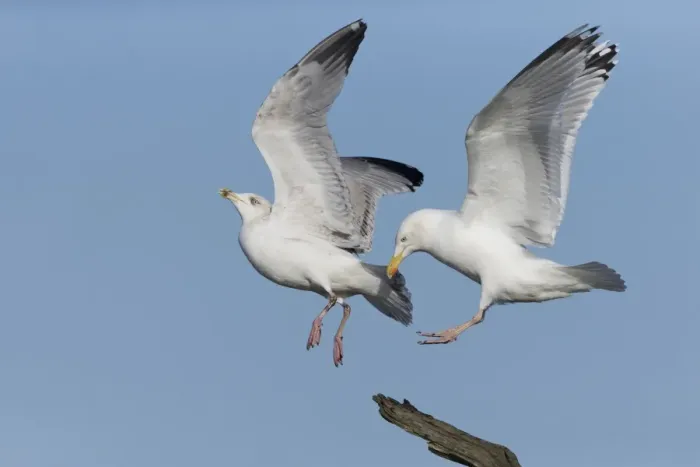 Framed Print : Herring Gull (Larus argentatus) adult, breeding plumage, in flight, displacing immature, third winter plumage Framed Print : Herring Gull (Larus argentatus) adult, breeding plumage, in flight, displacing immature, third winter plumage